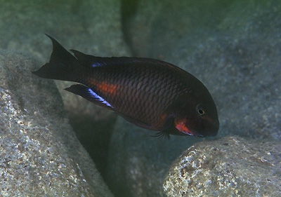 Tropheus sp. 'red' Chimba